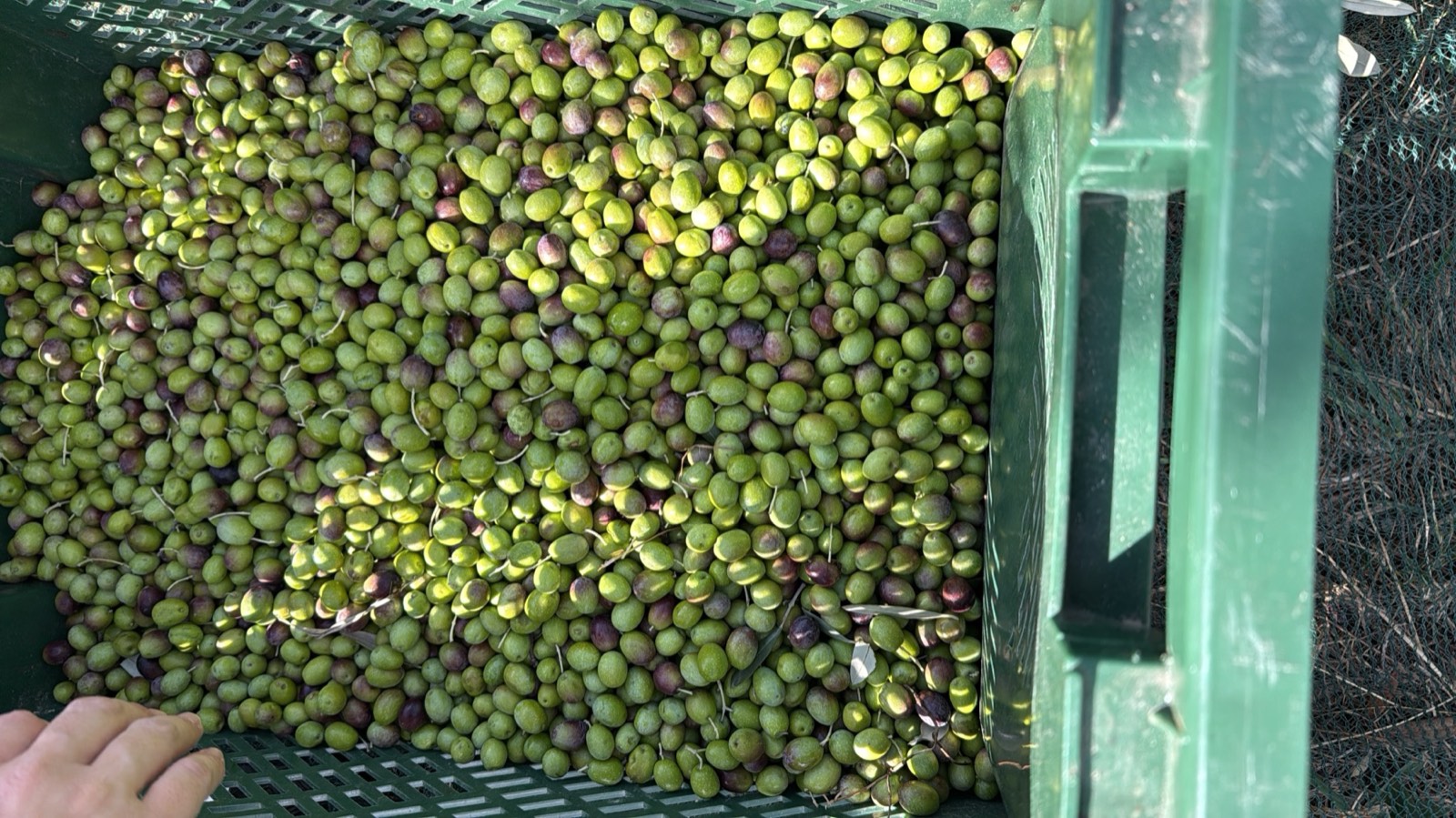Una cassetta piena di olive appena raccolte